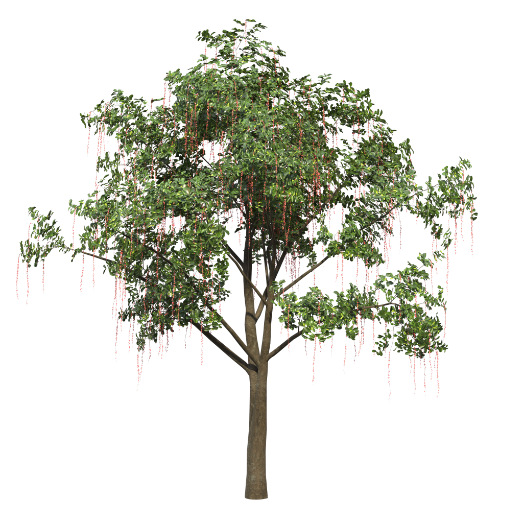 Barringtonia acutangula - Freshwater mangrove